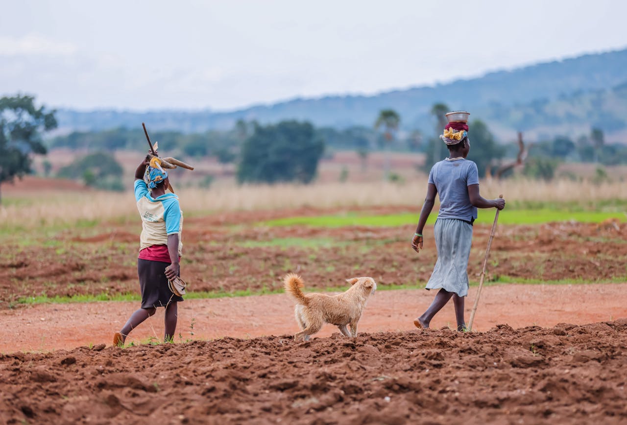 A lush green cocoa plantation in Cameroon managed by Yes! Invest Africa.