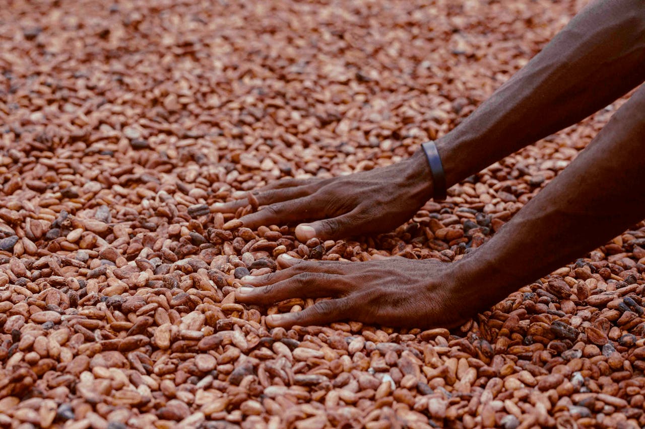A high-tech cocoa processing facility in Accra supported by yes! invest africa.