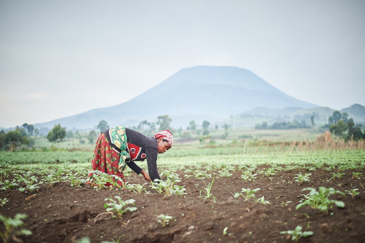 A modern automated greenhouse illustrating North Africa's Agriculture Modernization by yes! invest africa.