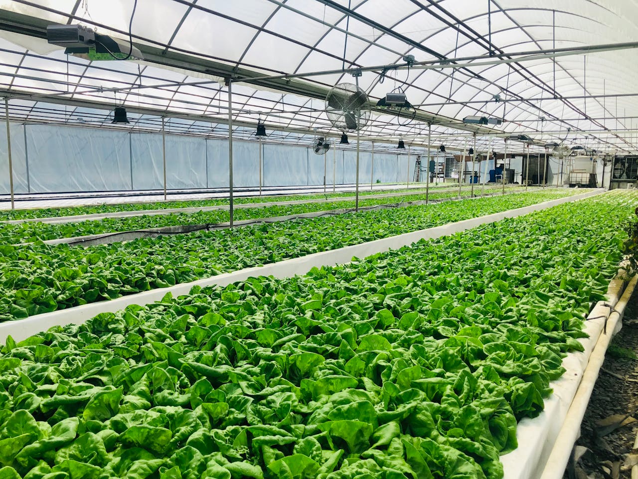 A modern hydroponic greenhouse in Tunisia illustrating Tunisia's Agriculture Modernization Drive by yes! invest africa.