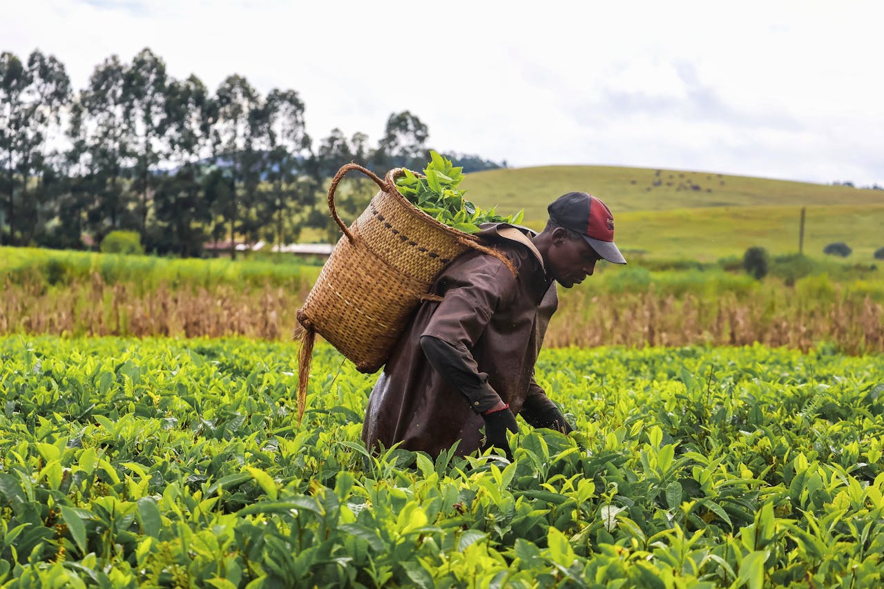 Agribusiness Africa: From Farm to Market and yes! invest africa.