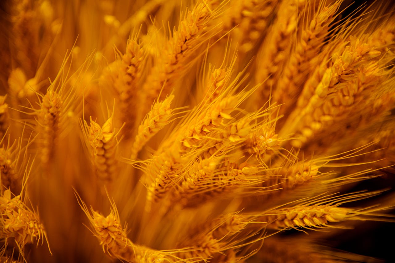 Agro-Processing Plants Africa : ROI Analysis by yes! invest africa.