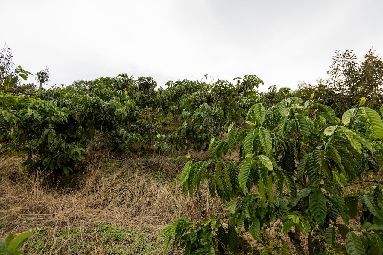 A thriving commercial farm illustrating Cash Crops Africa and yes! invest africa.