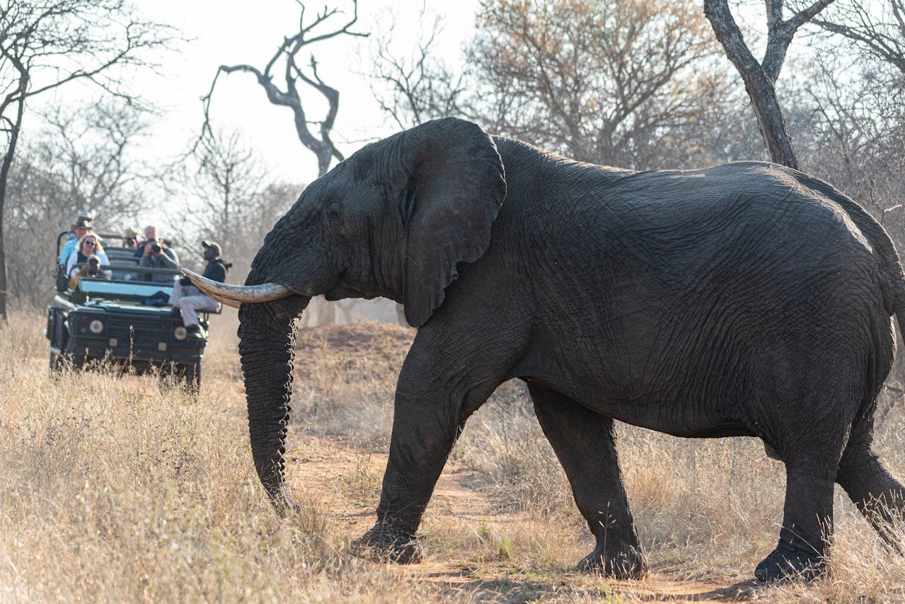 Eco-Tourism Africa: Sustainable Travel Opportunities in the 2026 Green Revolution Yes! invest africa