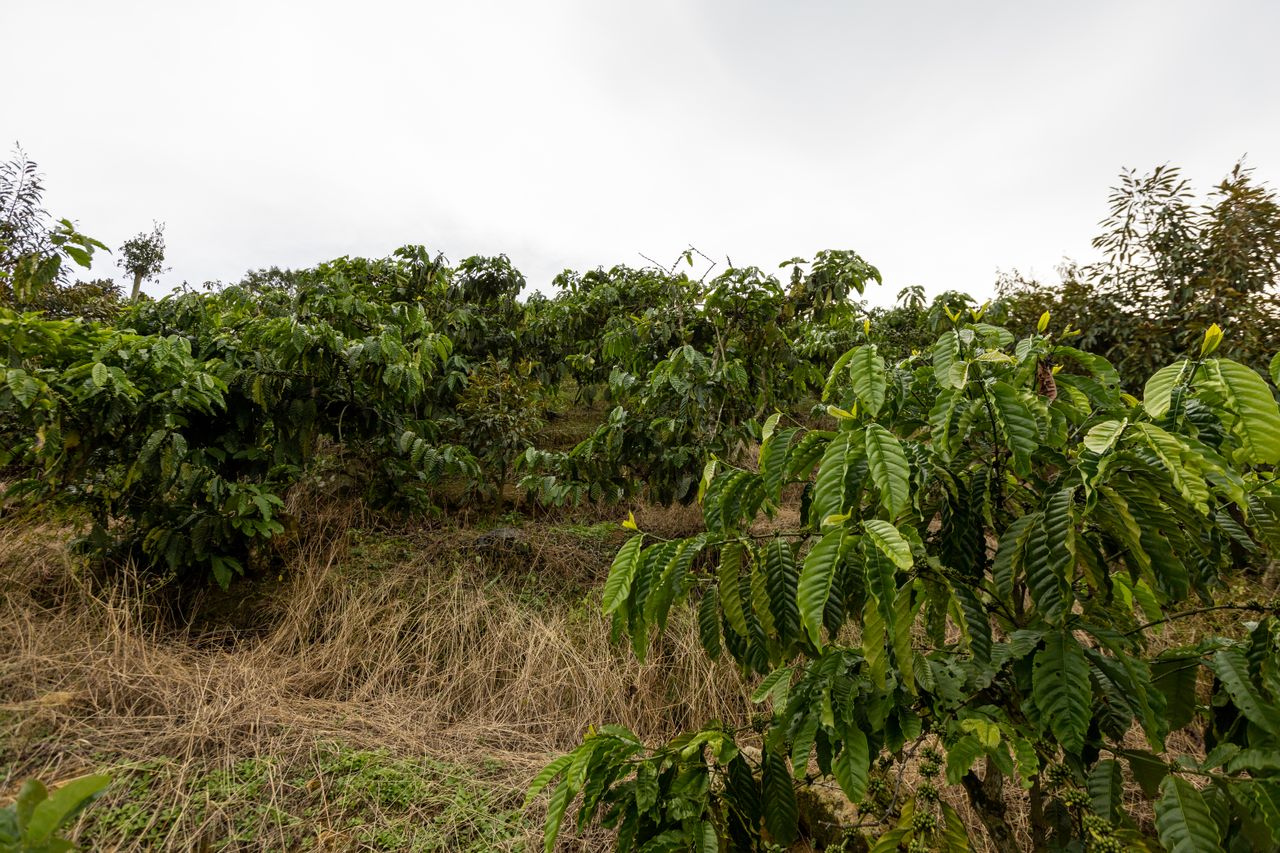 Africa cash crops investment cocoa coffee cashew processing opportunities — Yes! Invest Africa