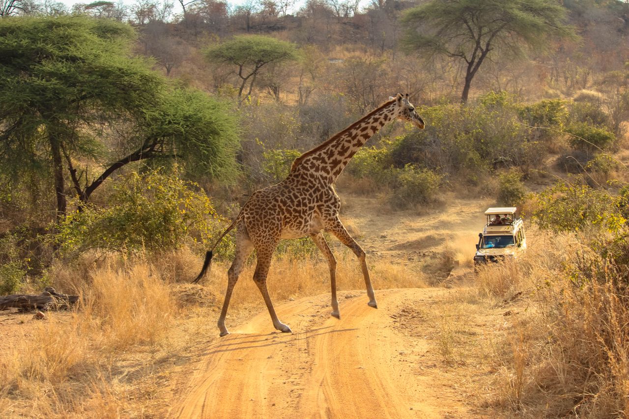 Safari Lodges in Africa investment for yes! invest africa.