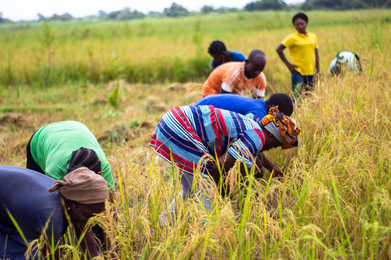 Agriculture and Agribusiness in Africa: A $1 Trillion Investment Opportunity | Yes! Invest Africa