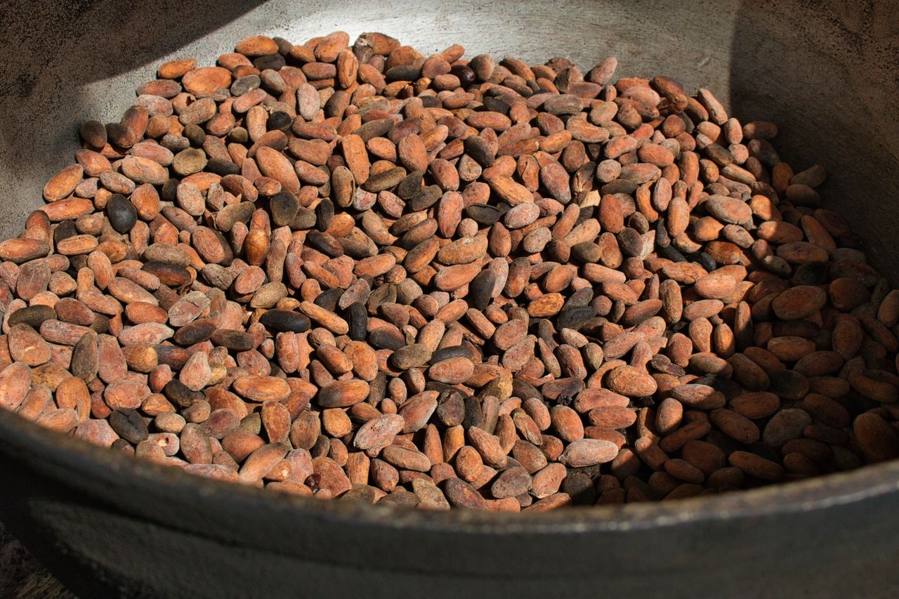 Cash Crops in Ivory Coast Cocoa Investment Opportunity | Yes! Invest Africa