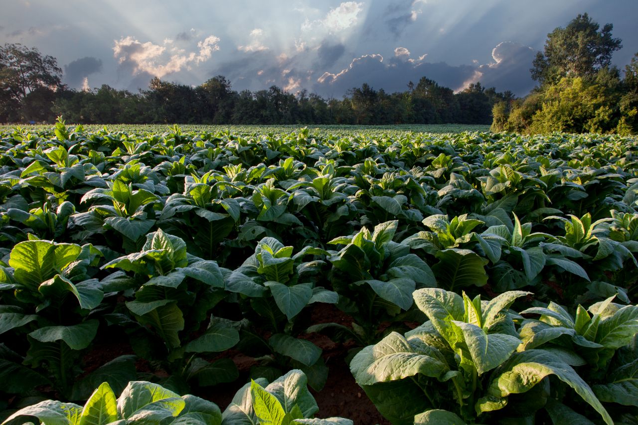 Sustainable cash crops Africa ESG — Yes! Invest Africa