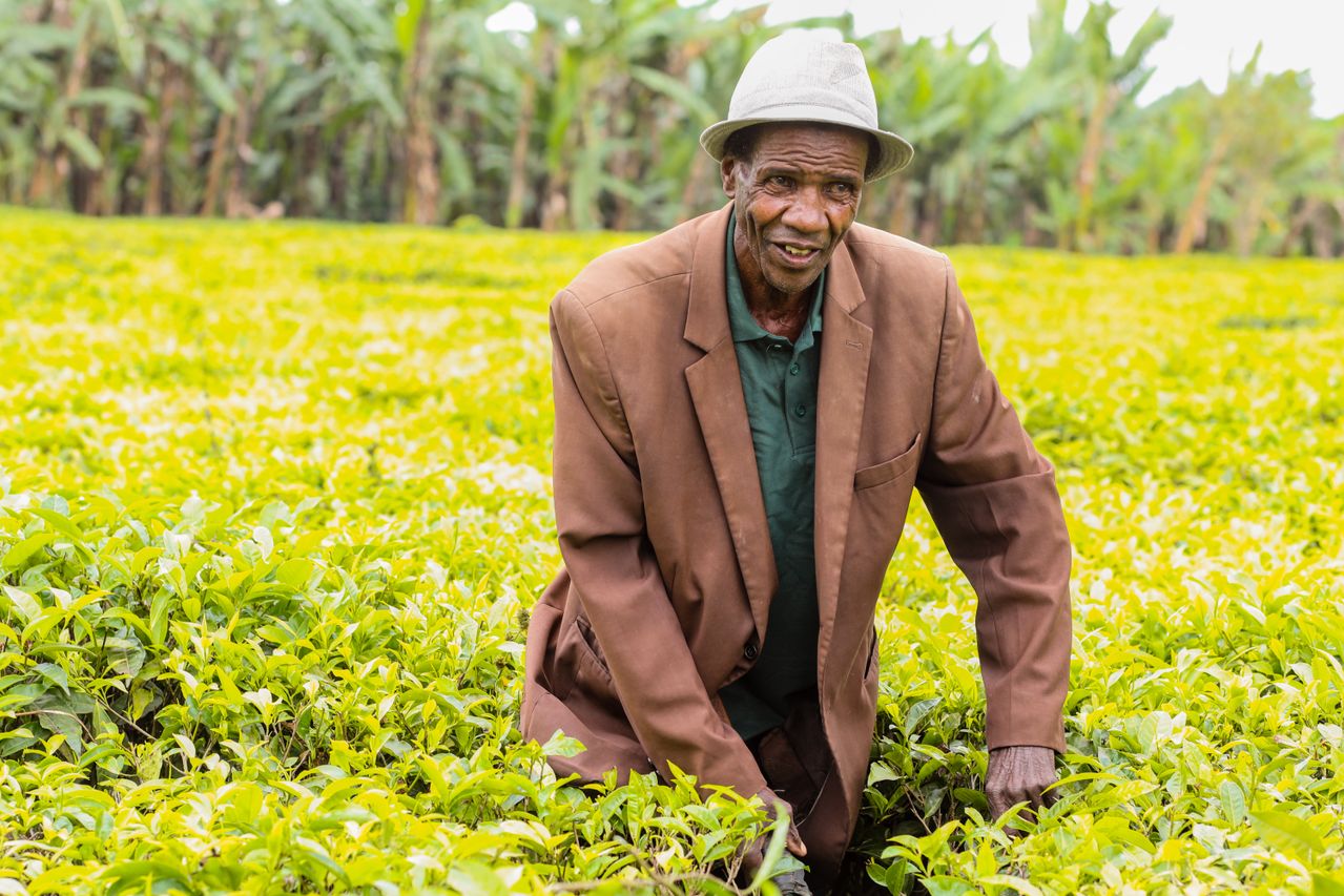 Agribusiness in Tanzania Coffee and Cashew Opportunity | Yes! Invest Africa