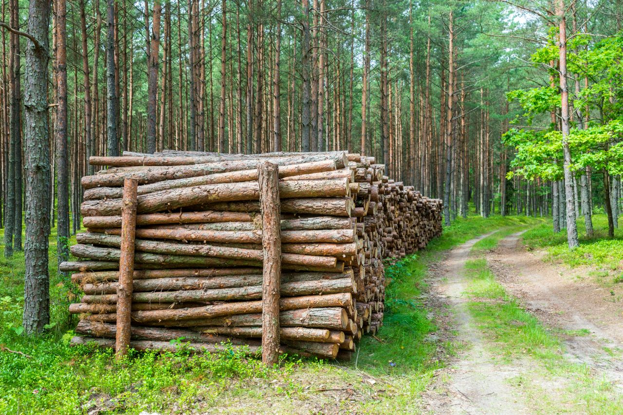 Timber and Forestry in Gabon Sustainable Investment | Yes! Invest Africa